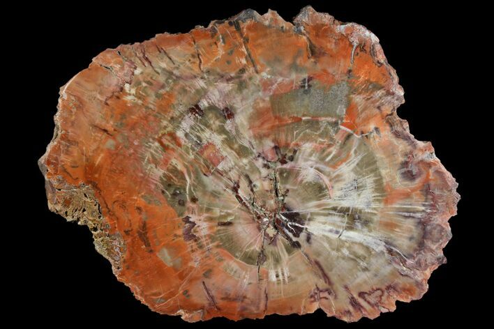 Polished Petrified Wood (Araucaria) Round - Arizona #141389